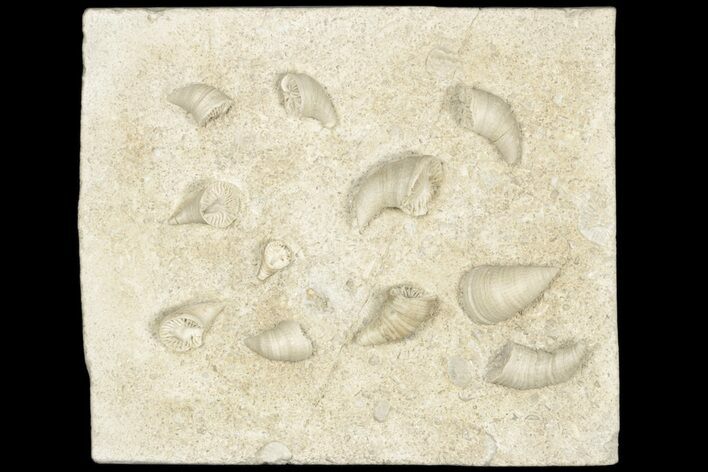 Plate Of Cuneate Coral (Neozaphrentis) Fossils - Arkansas #188736